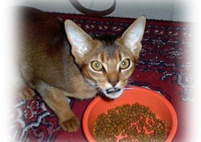 Abyssinian cat.