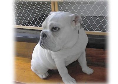 white bulldog